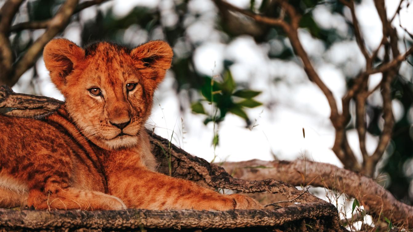 Mukambi Safari Lodge