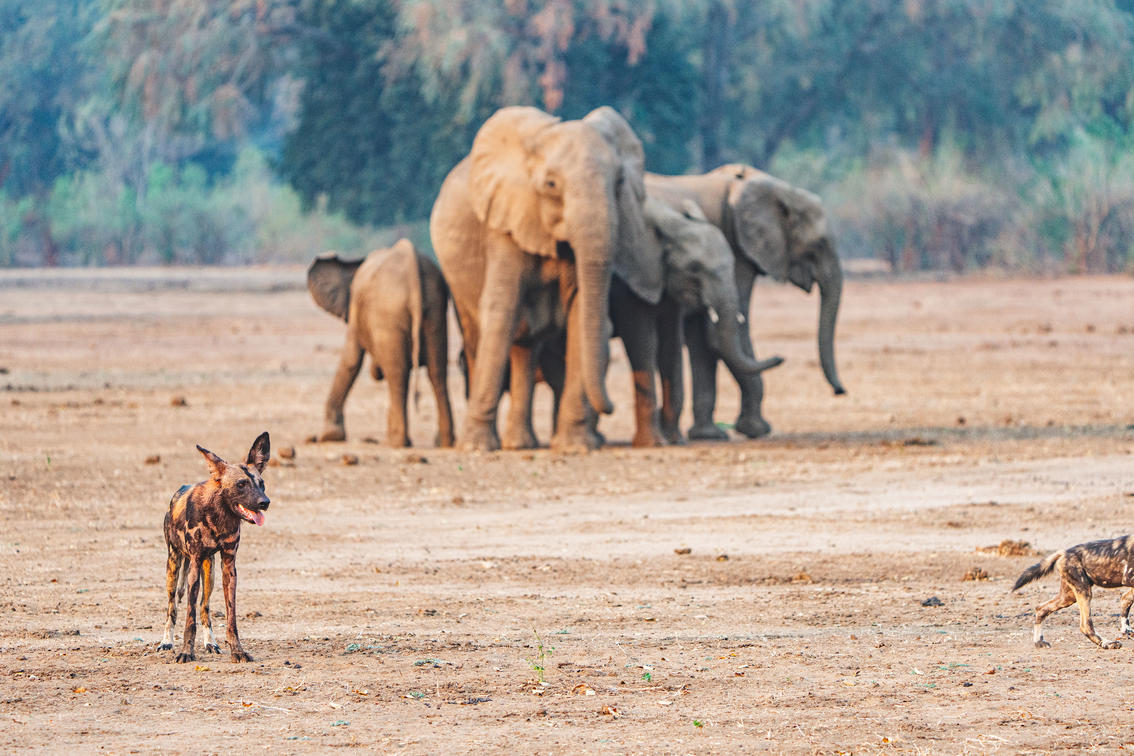 Your Guide to a Luxury Lower Zambezi Safari Adventure
