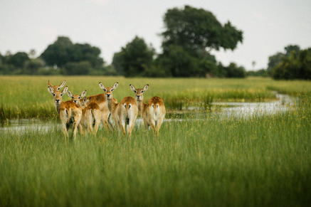 Jacana Camp